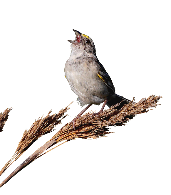alianza-del-pastizal_Ammodramus_humeralis_Glayson-Bencke